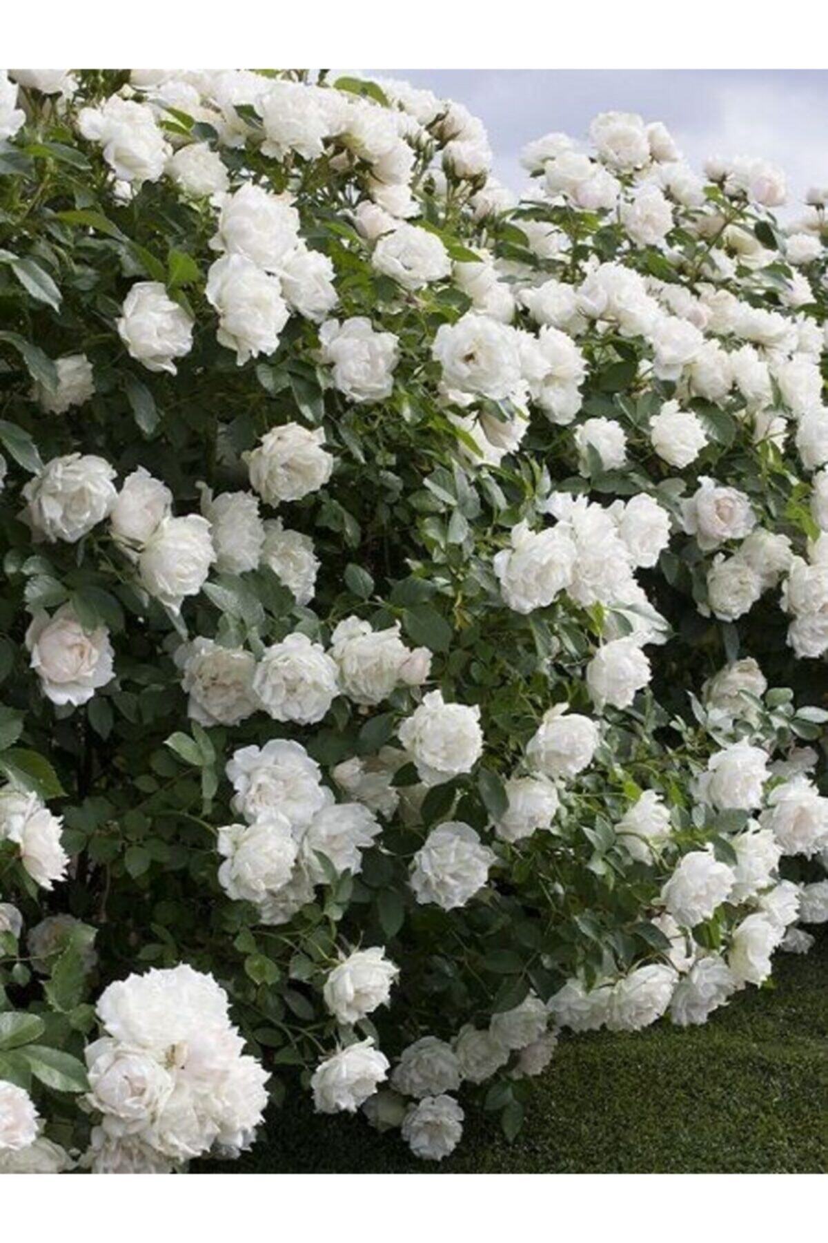 YAĞMUR BOTANİK Sarmaşık Beyaz Gül 1-120 Cm