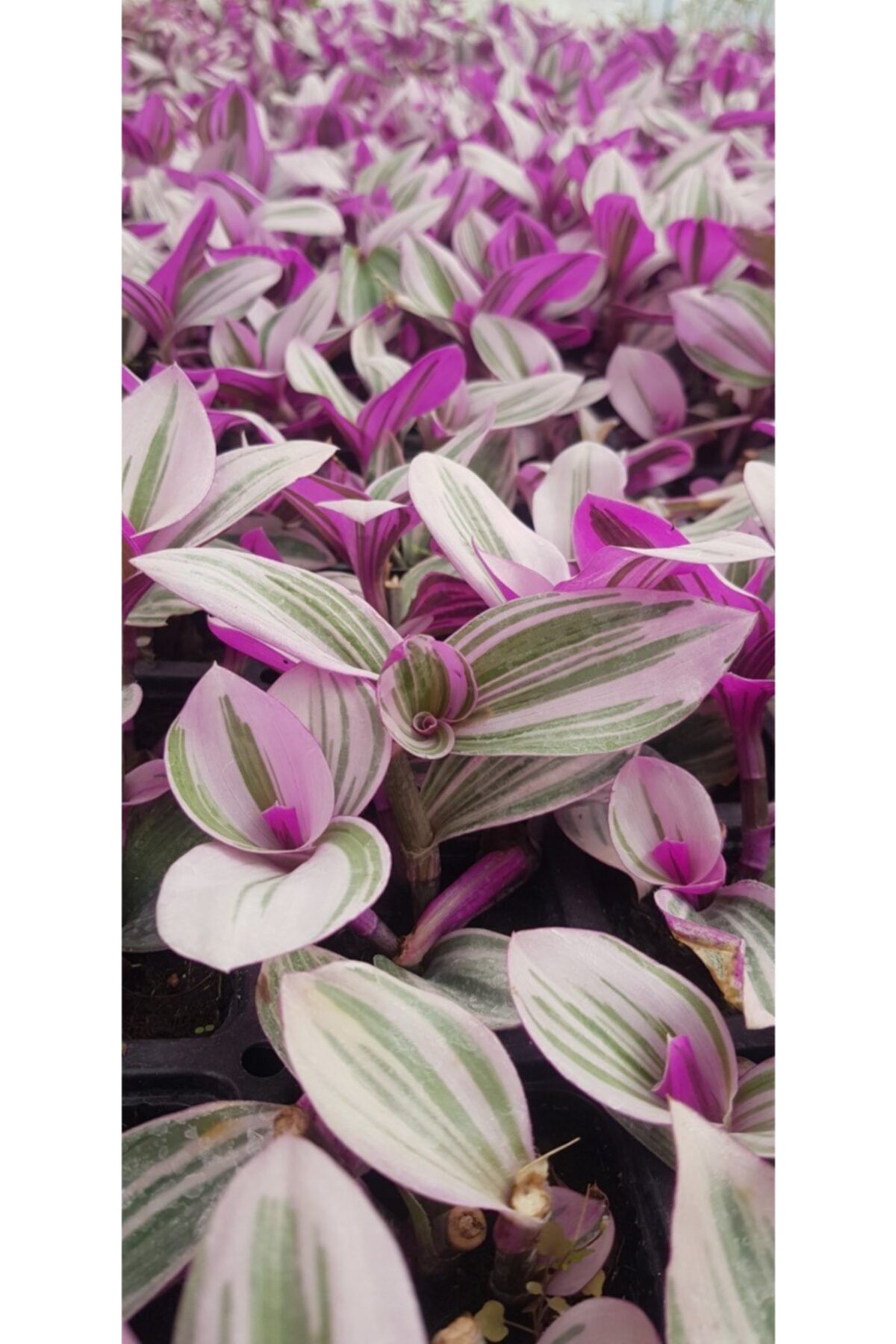Serra Gardens Tradescantia Nanouk Renkli Katlı Yaprak Nadir Sukulent Telgraf Çiçeği