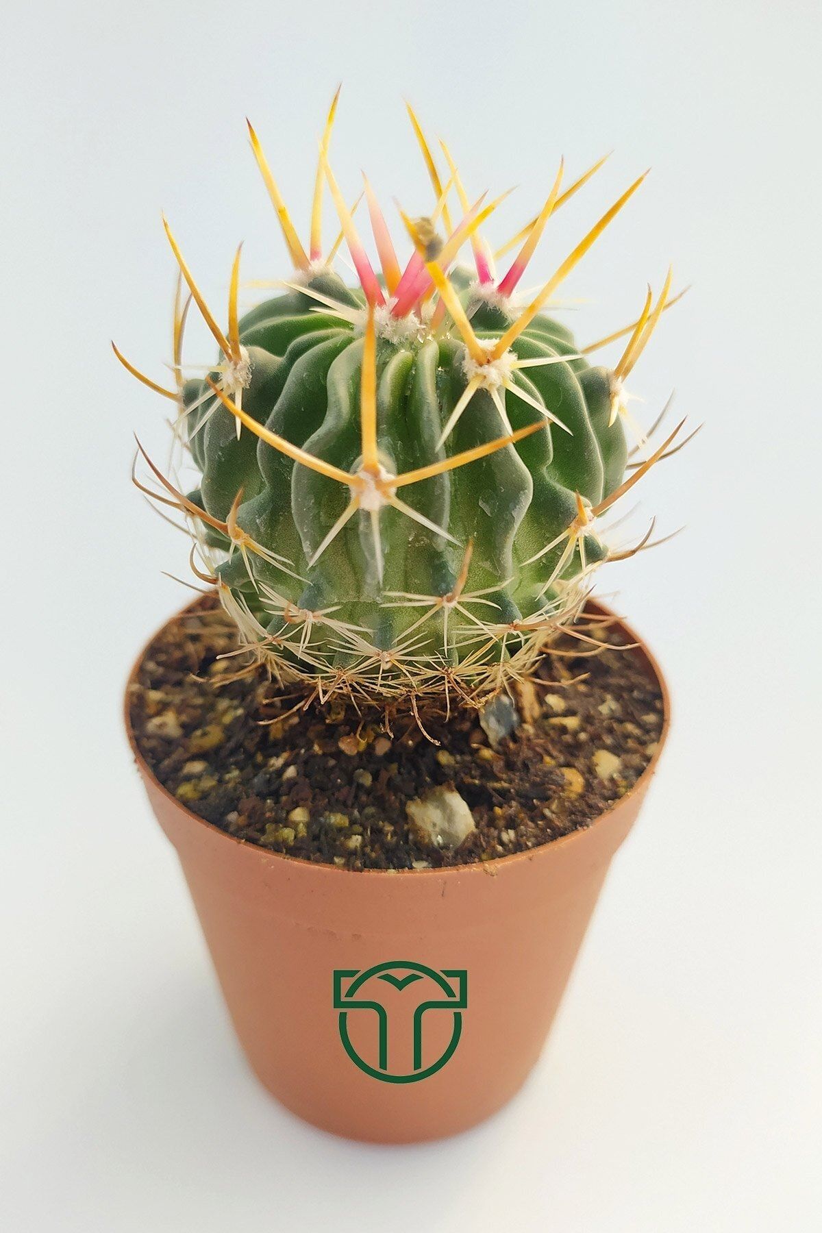 Toptan Kaktüs Echinofossulocactus Multicostatus Kaktüs 5.5 cm Saksıda