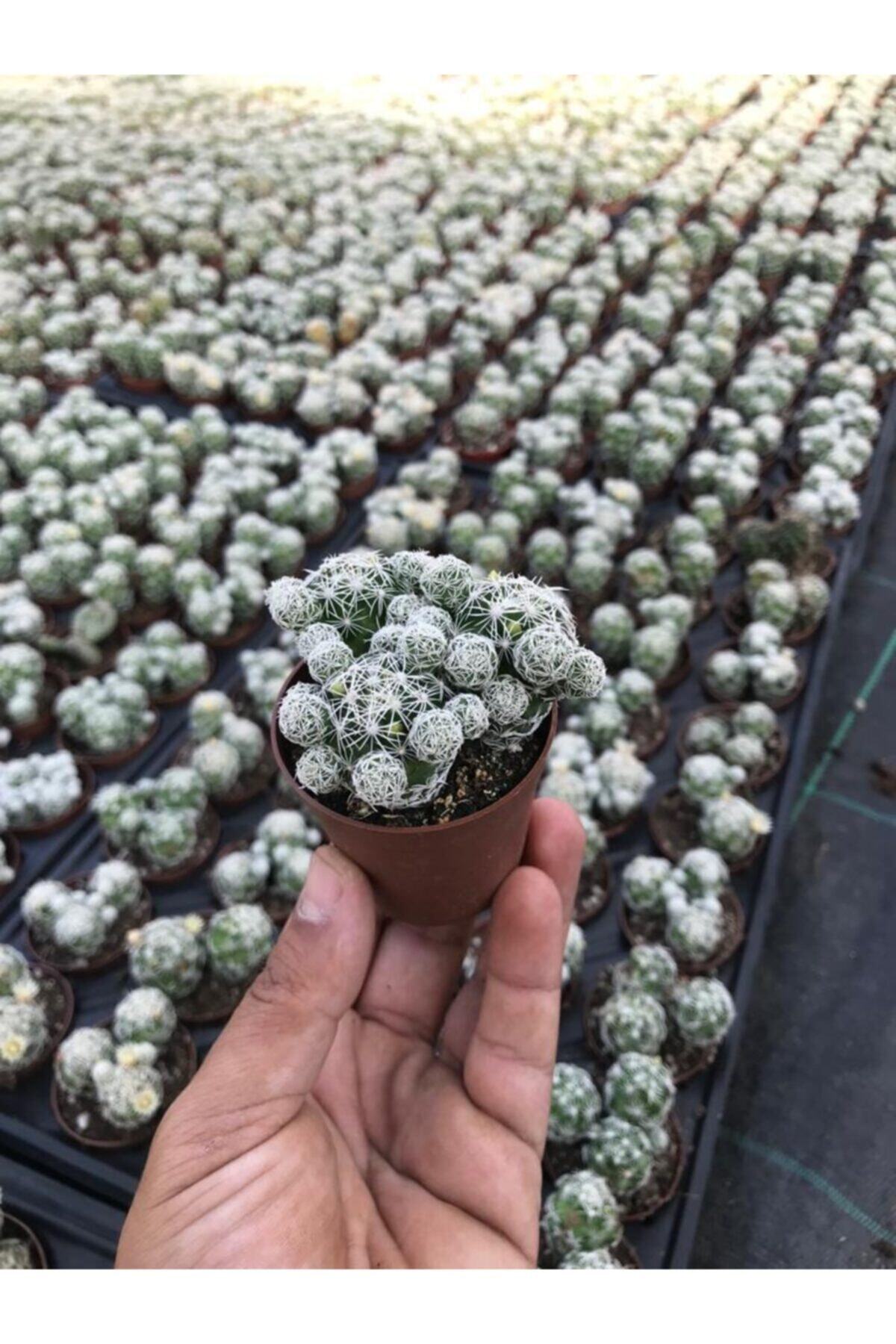 EGZOTİKBAHÇE Mammilaria Gracilis Kaktüs Özel Tür