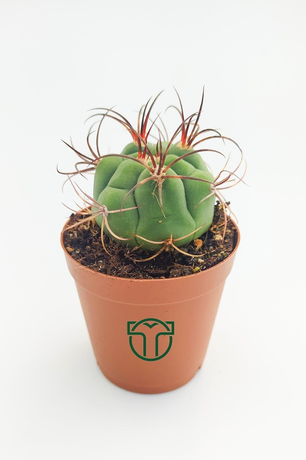 Toptan Kaktüs Gymnocalycium Marquezii 5.5 Cm Saksıda