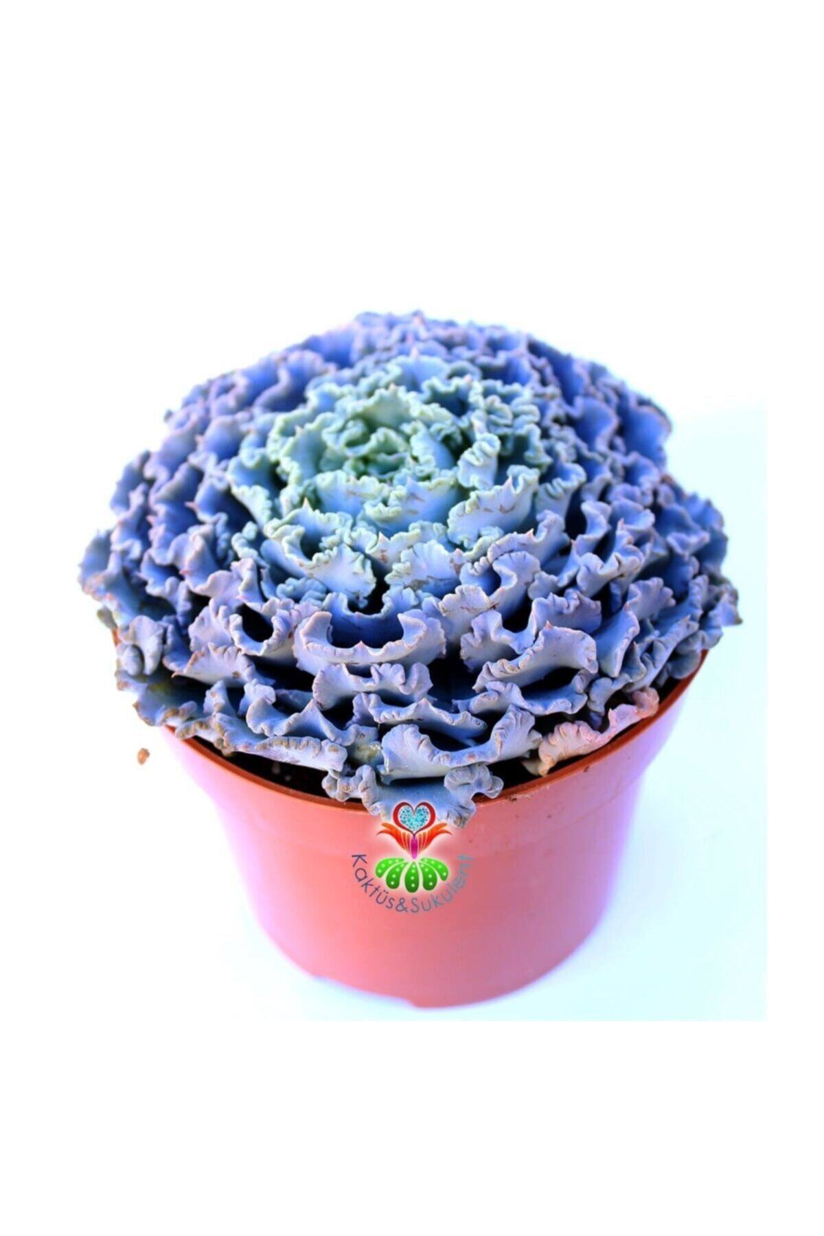 Kaktüs & Sukulent Echeveria Curly Locks 10,5 Cm Saksıda Sert Yapraklı Harika Çiçek Açar