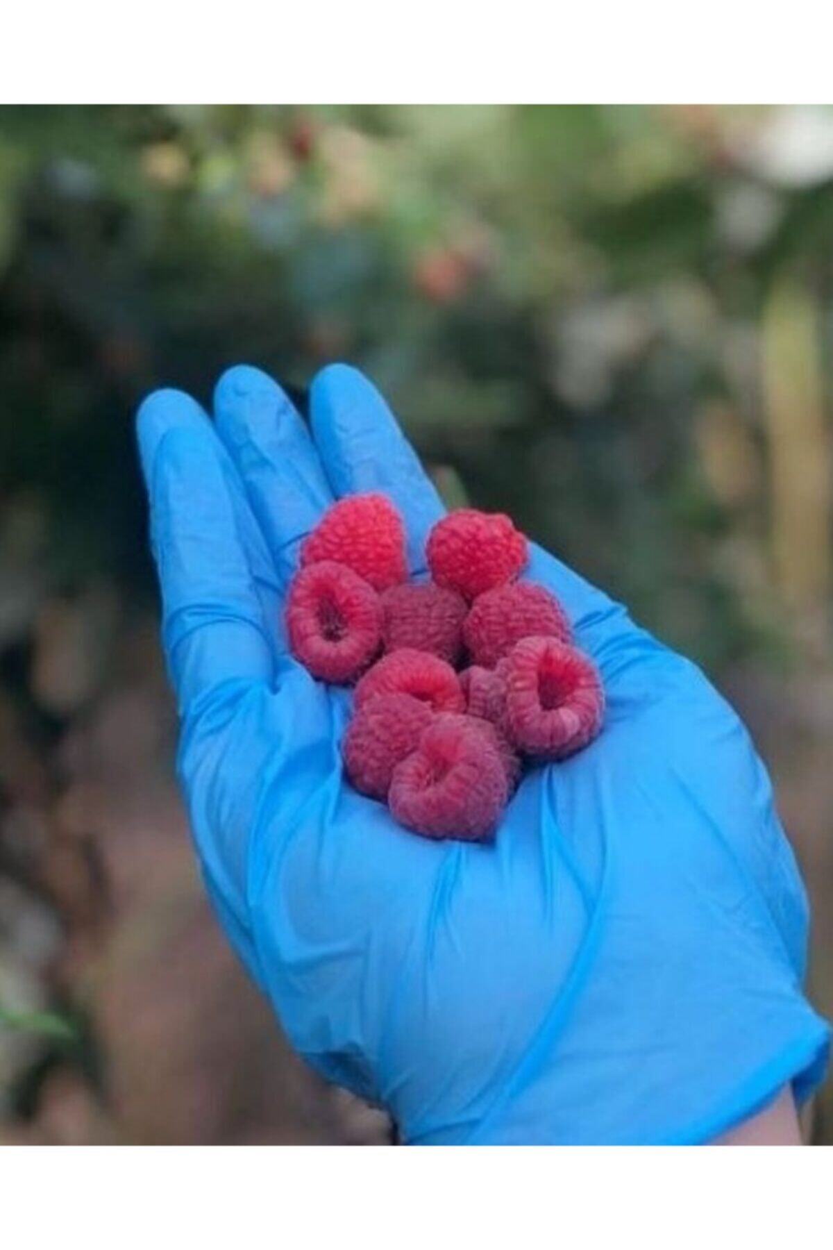 ORGANİKORMAN Dondurulmuş Ahududu 1 kg