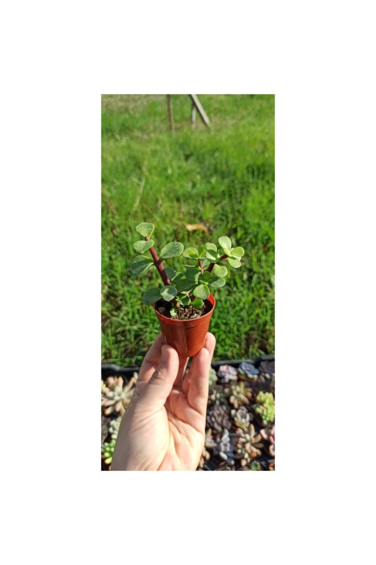 KAKTÜS SUKULENT DÜNYASI Crassula Porticulara Afra Yesim Ağacı Bonsai Şans Bitkisi Sukulent Yesim Şans Ağacı 5.5lik Saksı