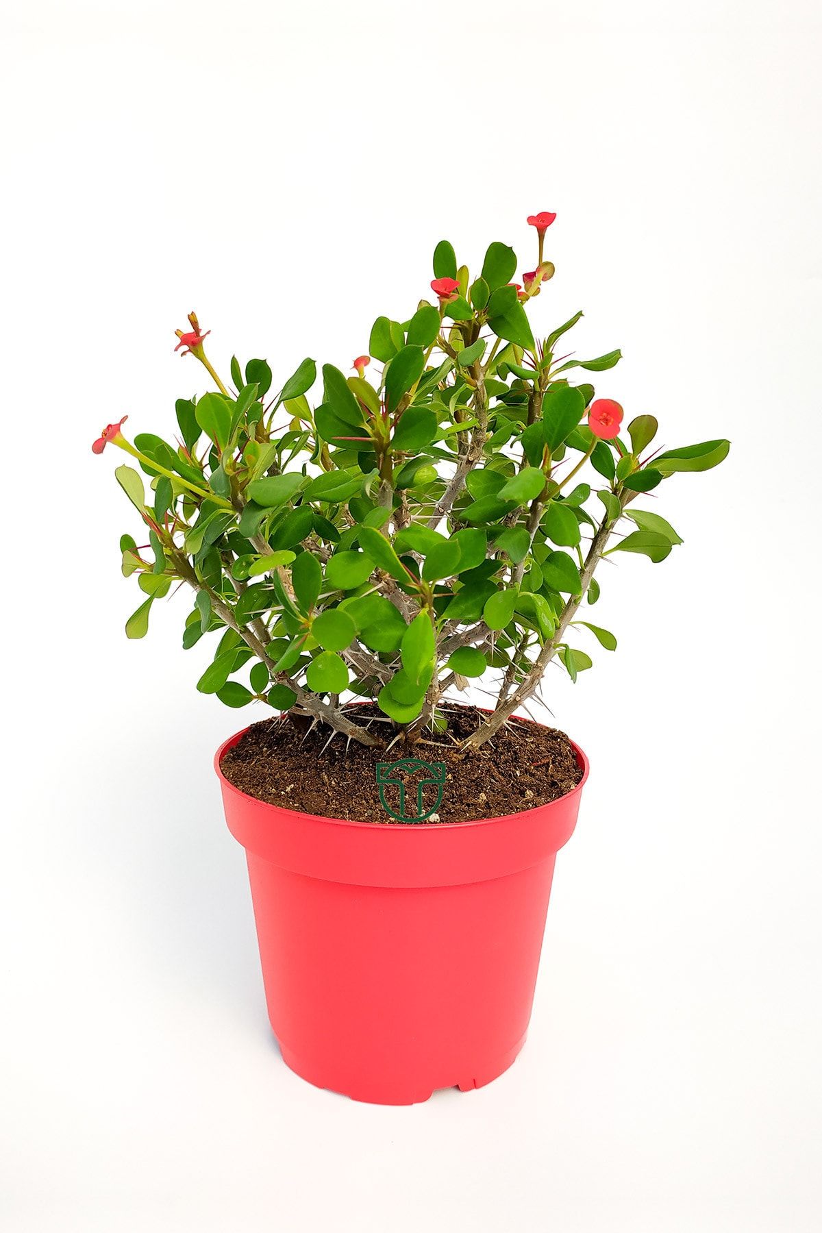 Toptan Kaktüs Dikenler Tacı Euphorbia Miili Mini Kral Tacı Dikenli Taç Çiçekli Kaktüs 12cm Saksıda Özel Tür