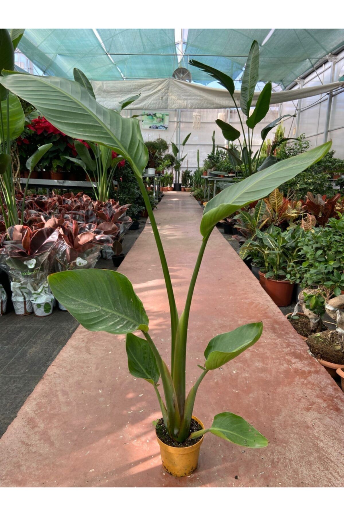 Taha Çiçekcilik Starliçe Cennet Kuşu Strelitzia Nicolai 60-90 Cm