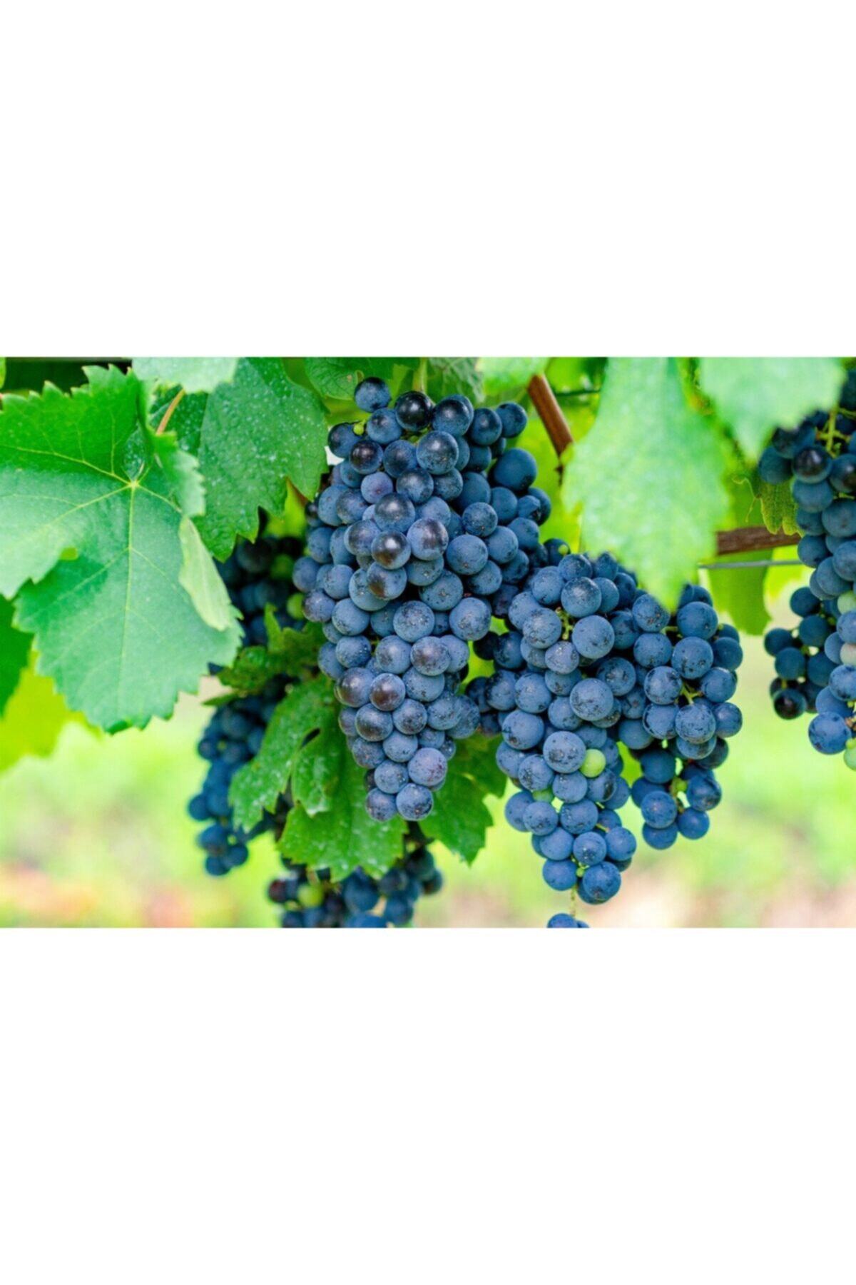 fide marketim 1 Adet Açık Kök Merlot Üzüm Fidanı 1,5 Yaşında 1.kalite
