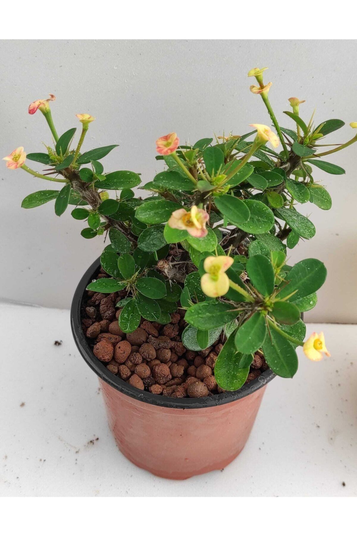 Pagoda Euphorbia Nilli-dikenler Tacı-12 Cm Saksı-ref 15f/d