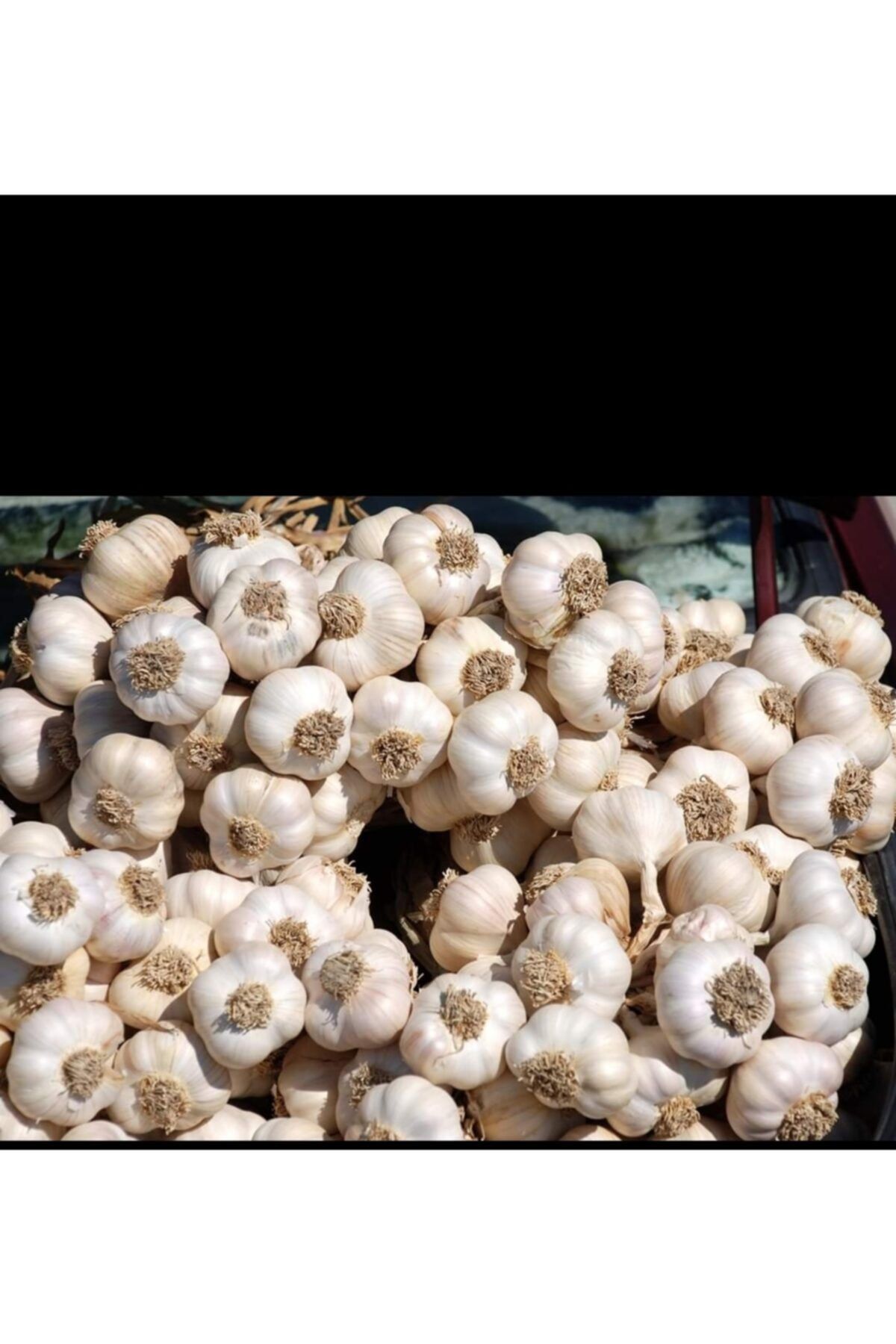 yenice organik Sarımsak ( Kastamonu Taşköprü Sarımsağı)