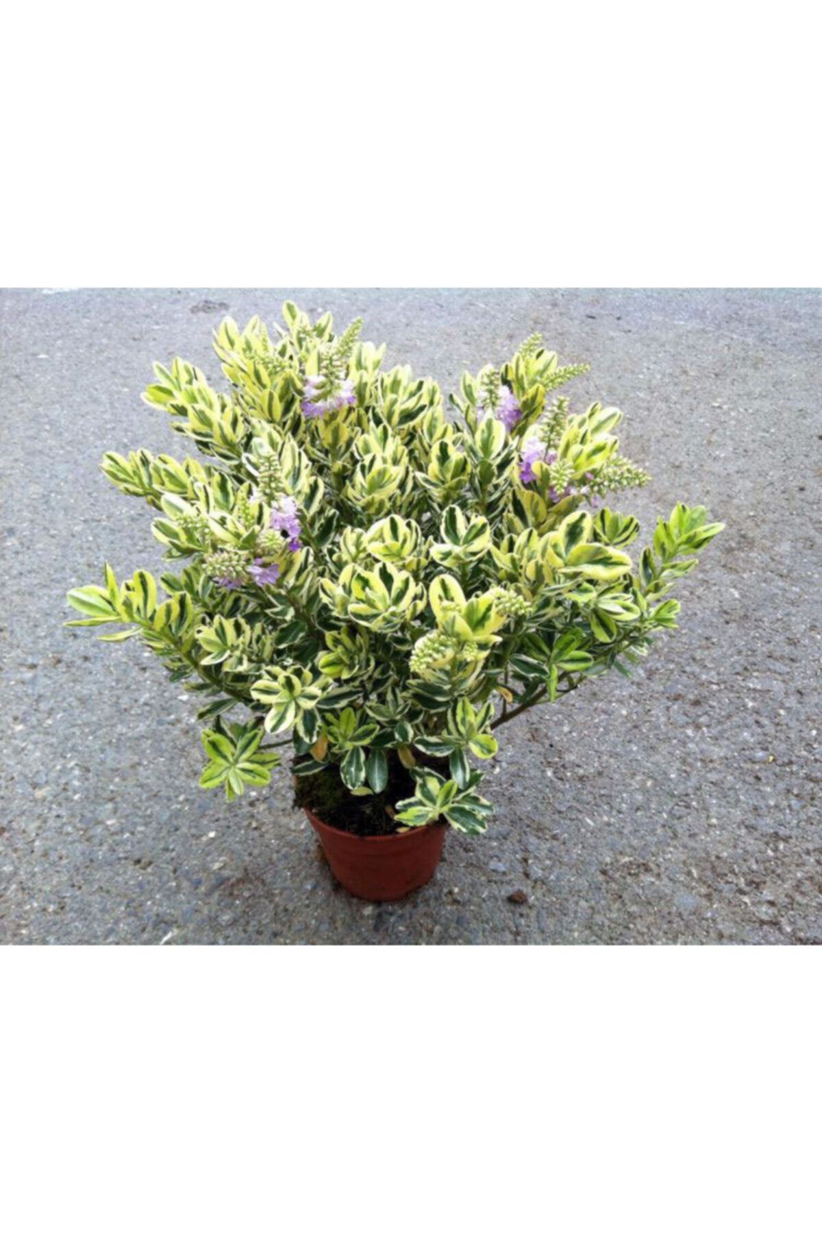 EFELER PEYZAJ Hebe Çiçeği (14 Cm Saksıda)