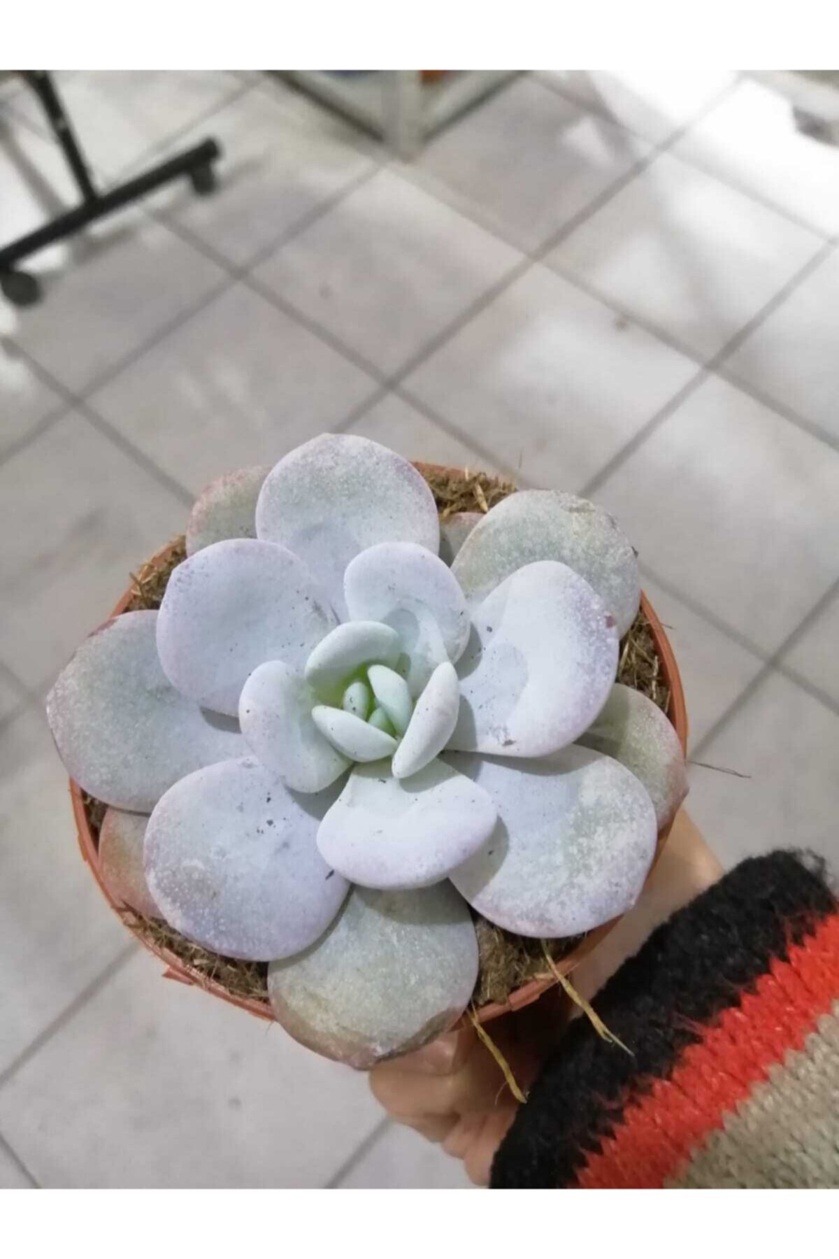 Ütopya Çiçek Evi Echeveria Laui