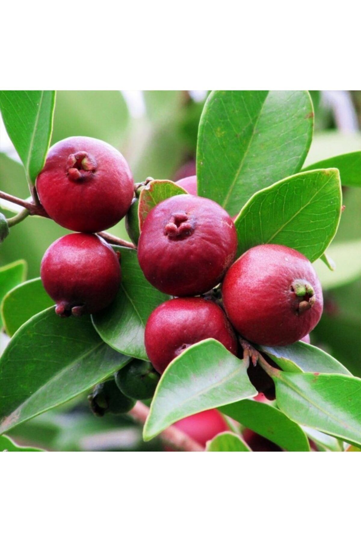 Bitki Dizayn Tüplü Çilek Guava Fidanı