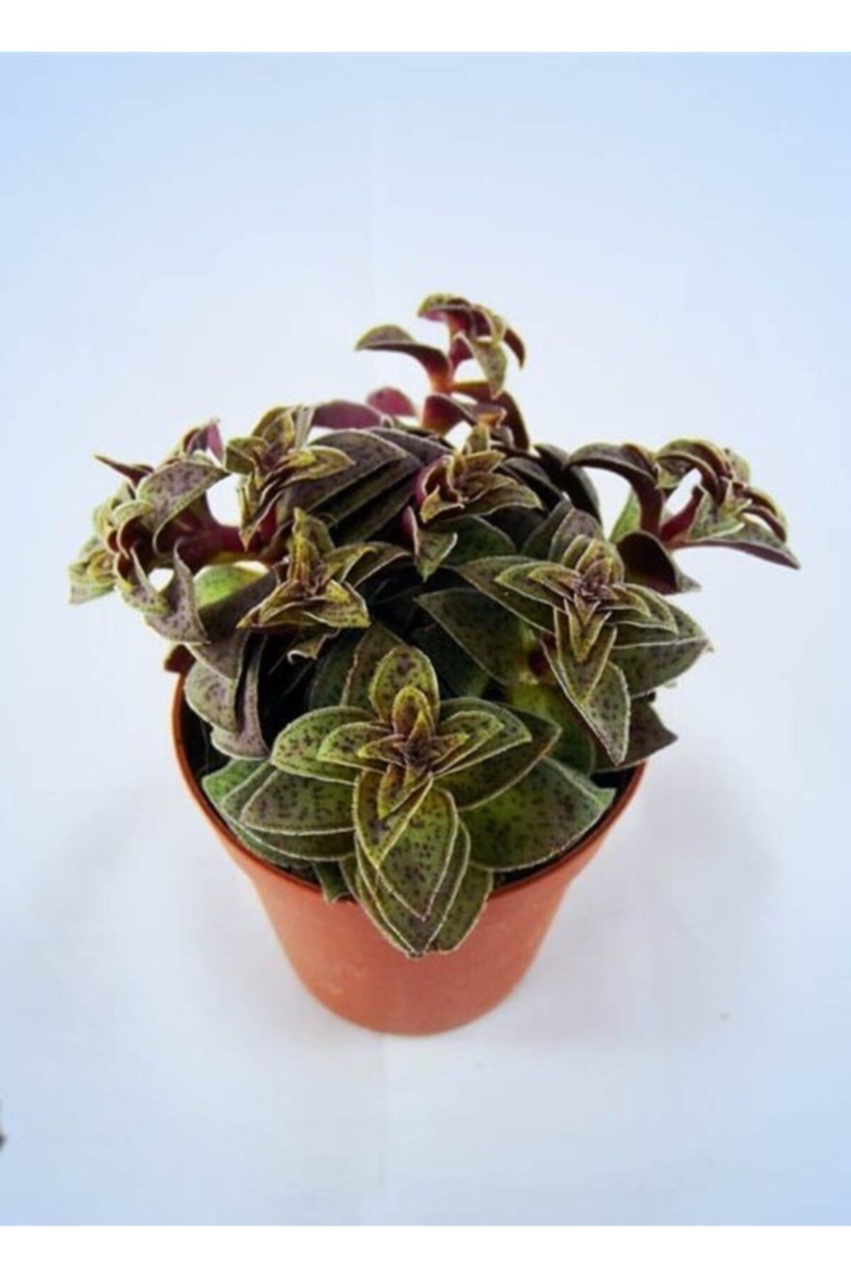 EGZOTİKBAHÇE Crassula Exilis 5,5cm Özel Sukulent