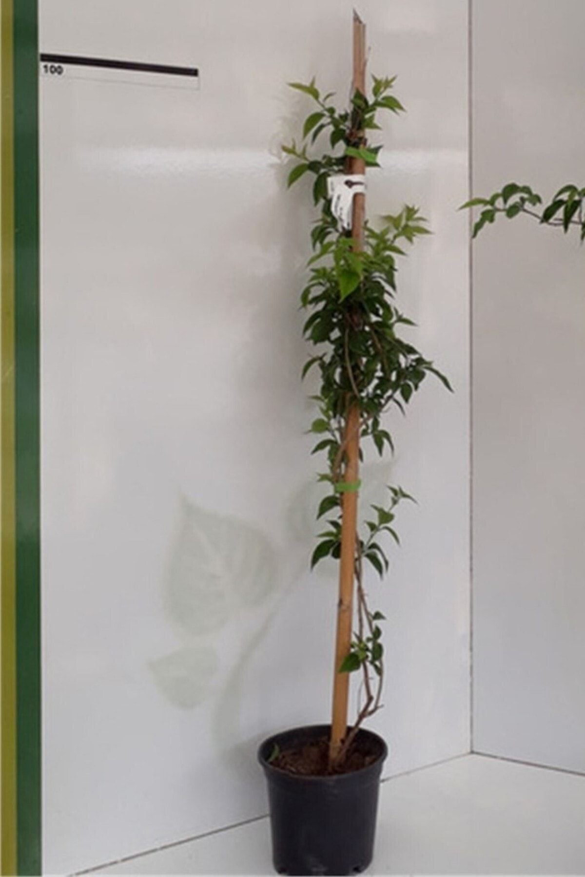 ÇİÇEKFLİX Bougainvillea Sarmaşık - Begonvil Sarmaşık Beyaz 50-70 Cm 1.kalite Özel Ürün