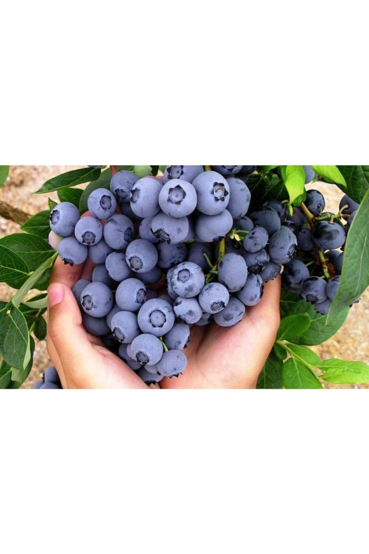 çilekdiyarii Yaban Mersini ( Lipaka Bonus Blueberry ) Fidanı Tüplüdür