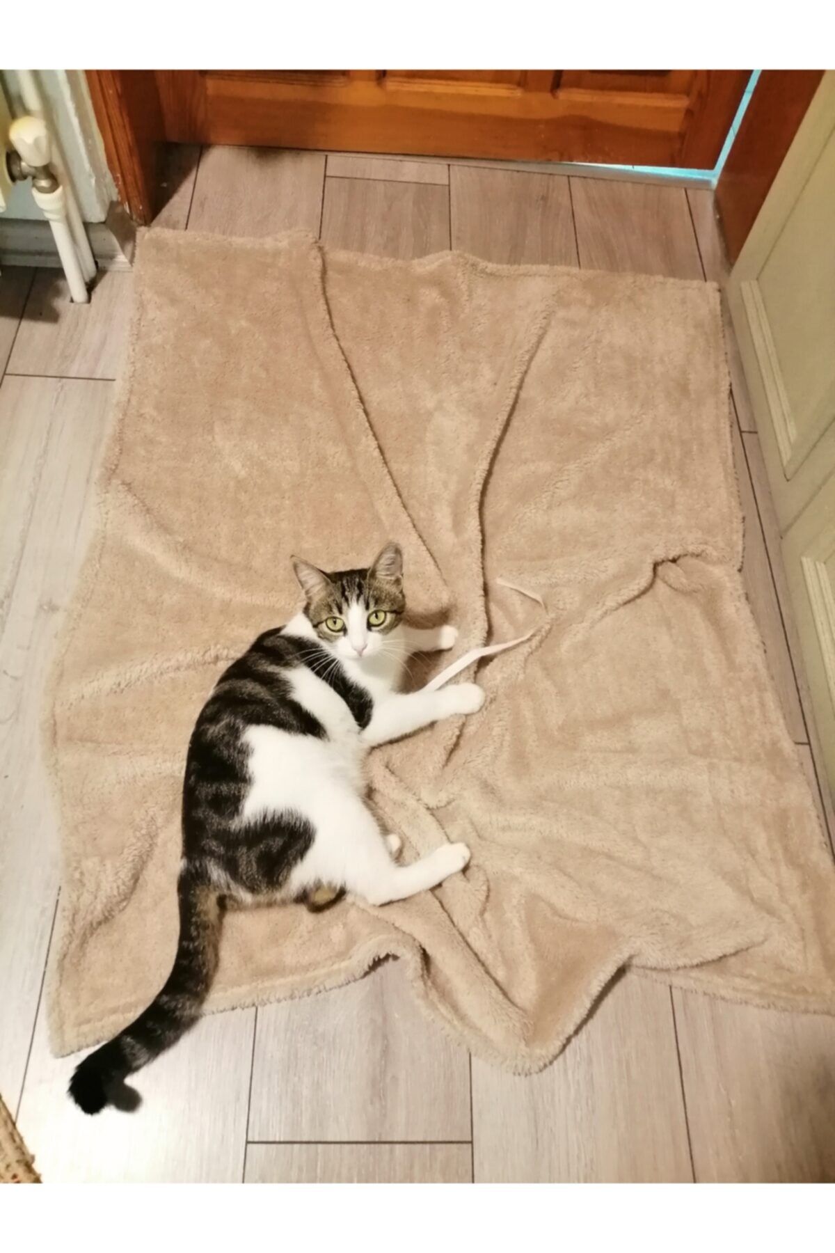 arslan deco Kedi Köpek Battaniyesi, Yumuşak Battaniye