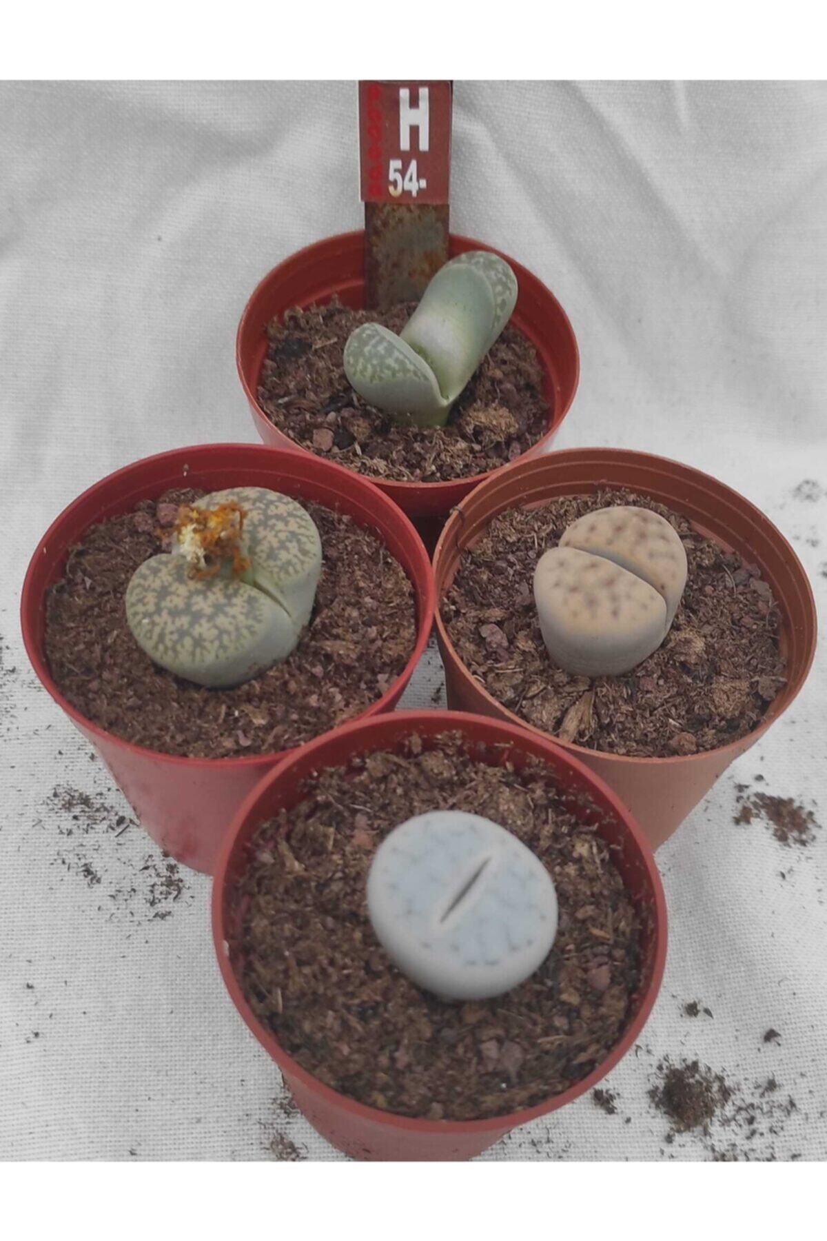 Pagoda Lithops Set-4 Adet 5.5 Luk Saksıda-ref 22c/h54