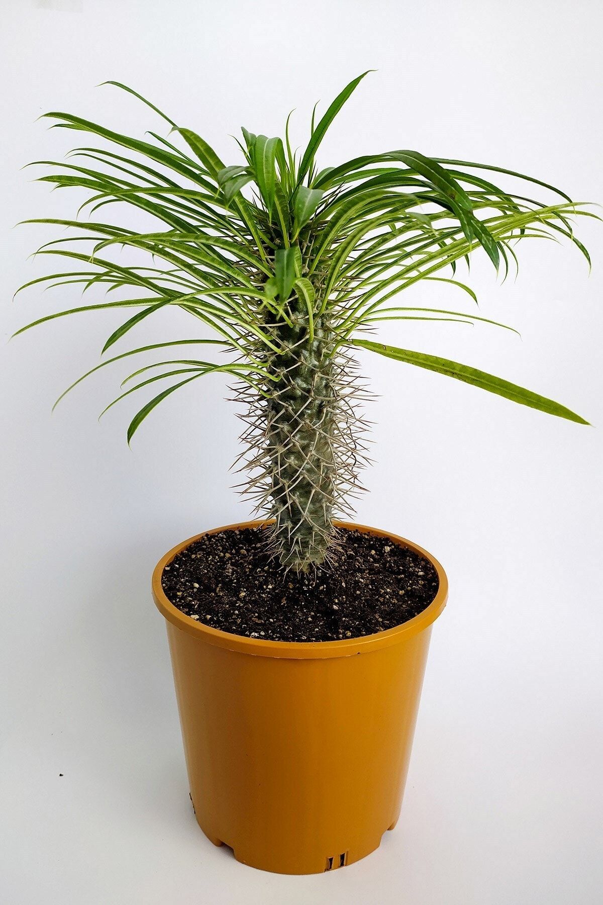 Toptan Kaktüs Pachypodium Lamerei Madagaskar Palmiyesi Nadide Tür Tekli Özel Kaktüs 20 Cm Saksıda