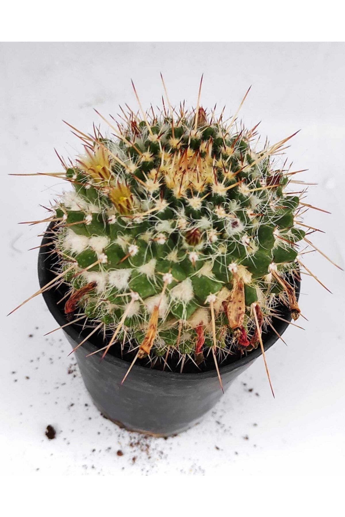 Pagoda Mammillaria-8.5 Cm Saksı-ref 19h/h