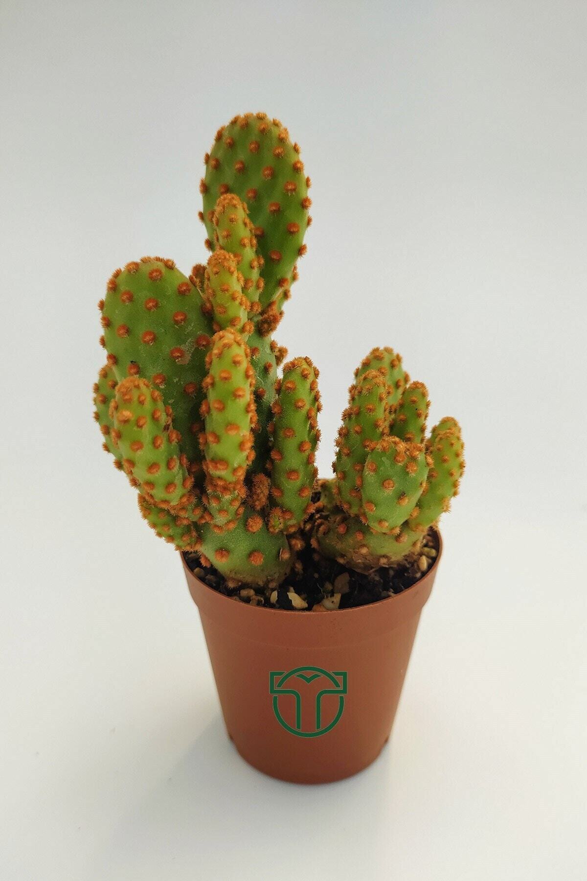 Toptan Kaktüs Opuntia Microdasys Rufida Minor - Kaynana Dikeni - 5.5 cm Saksıda