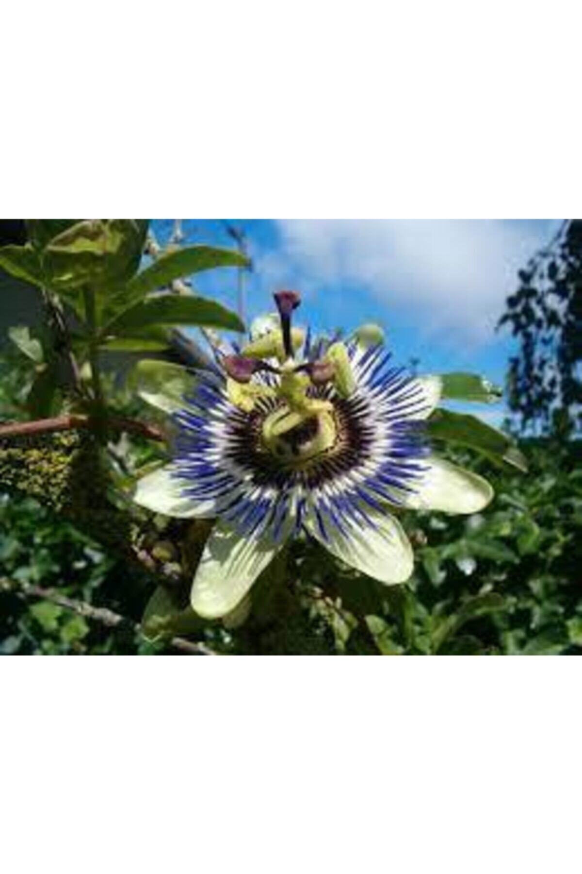 Alanyatropikal 5 Adet Tüplü Pasiflora Edulis Maruçya Çarkıfelek Fidanı