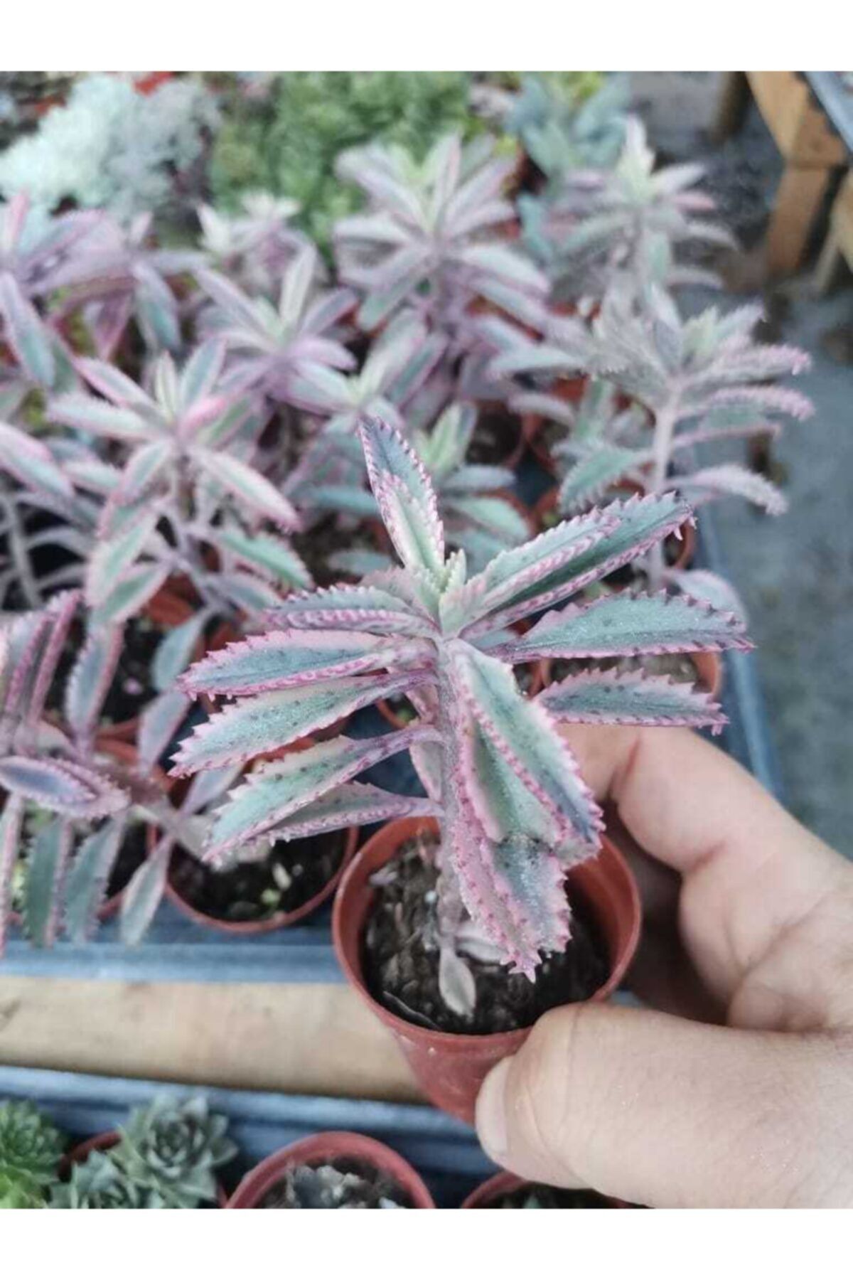 tohumtoprak Kalanchoe Pink Butterflies Succulent Pembe Aşkın Gözyaşı Sukulent Boy 10 Cm