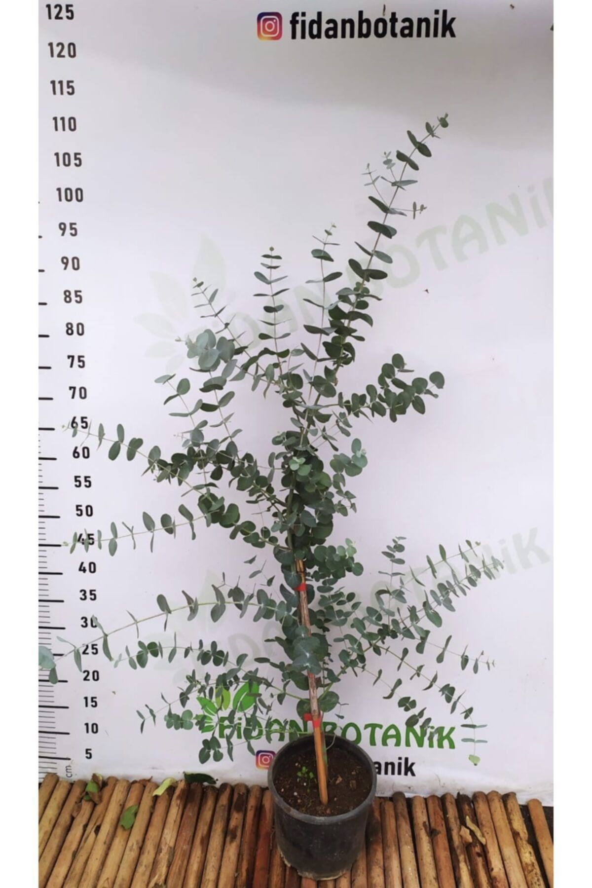 Fidan Botanik Okaliptüs Çiçeği