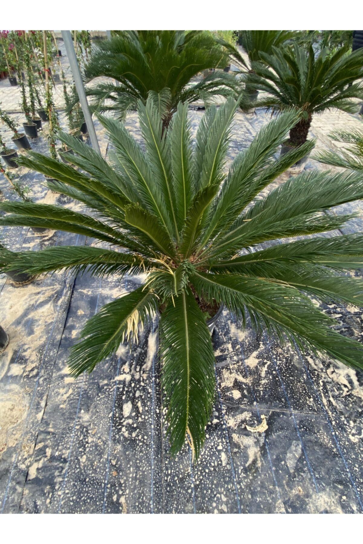 EFELER PEYZAJ Cycas 140cm+