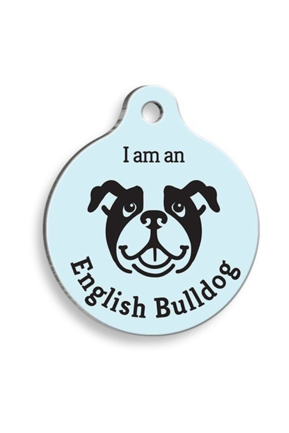 altın pati Mavi English Bulldog Yuvarlak Köpek Künyesi