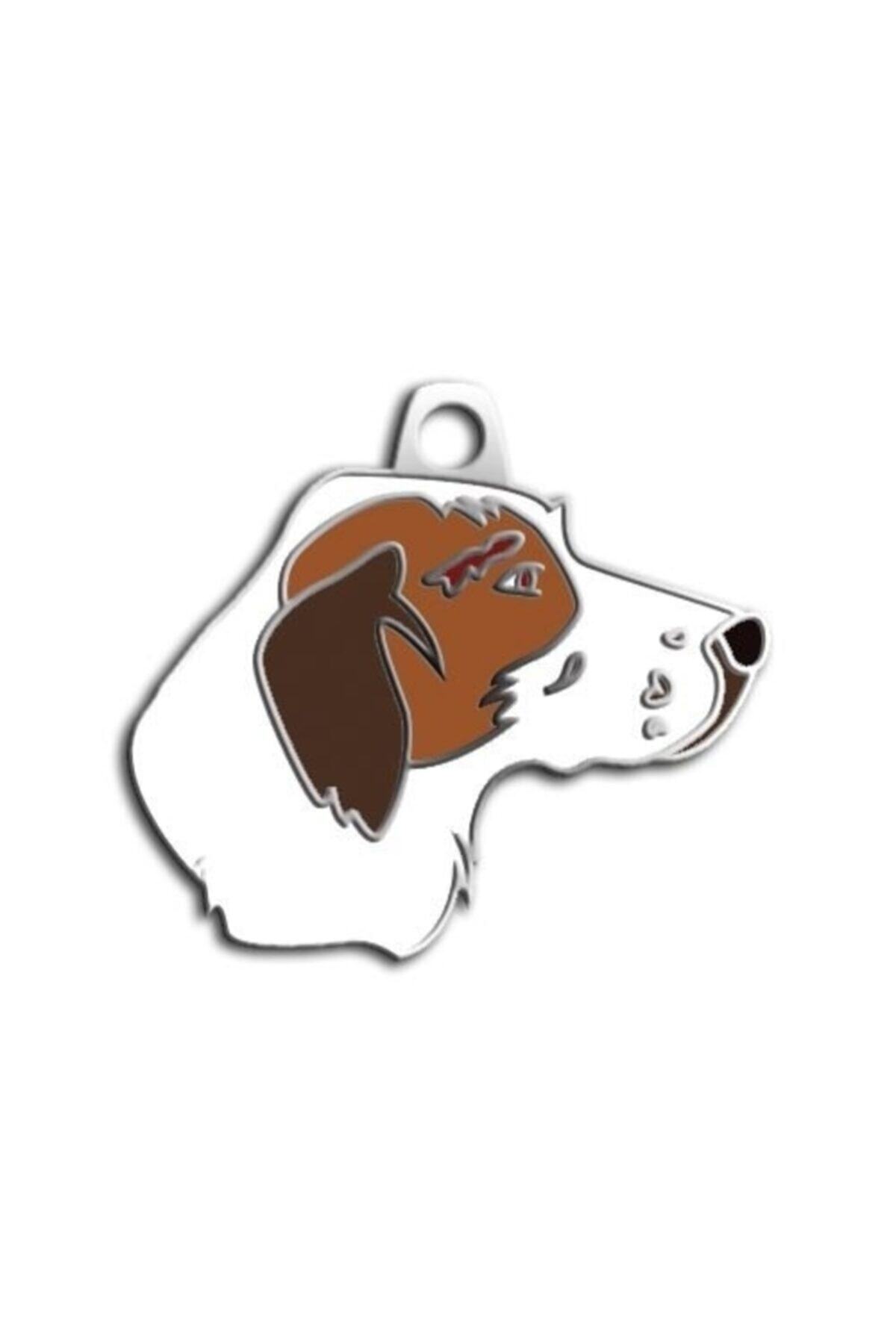 altın pati Pointer Köpek Künyesi