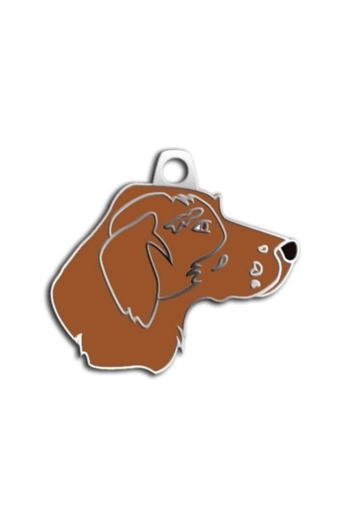 altın pati Pointer Köpek Künyesi (kahverengi)