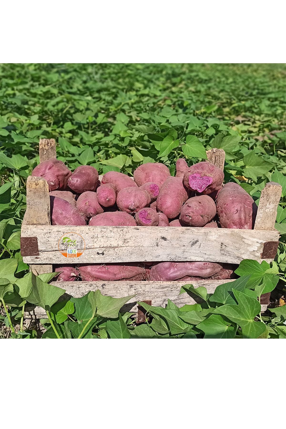EGES TARIM Tatlı Patates 5 Kg. (tatlı Mor Patates -bodrum)