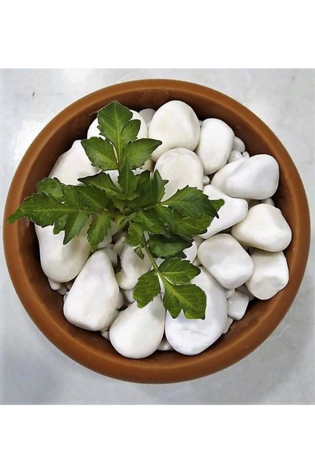 Lateksya Beyaz Dolomit Taşı(1 KG, 2-4 CM) Dekoratif Çakıl Taşı Bahçe Akvaryum Teraryum Sukulent Saksı Süsü