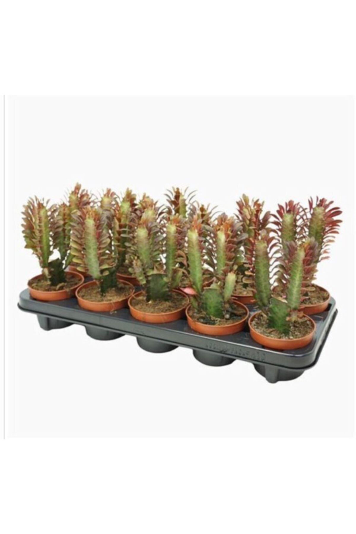 EGZOTİKBAHÇE Büyük Boy Euphorbia Trigana 8,5cm Sukulent
