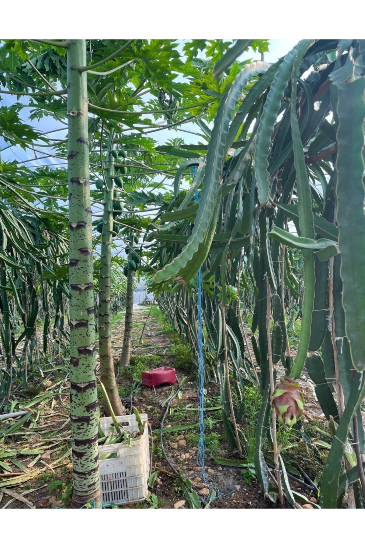 Maya Tropikal Pitaya Ejde Meyvesi 325gr Üzeri