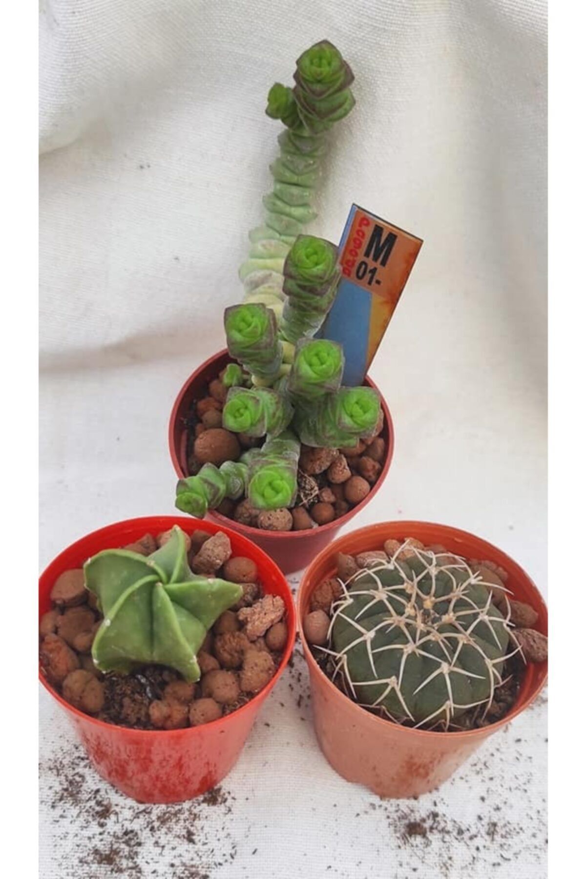 Pagoda Kaktüs Sukulent Seti 2 Kaktüs + 1 Sukulent 5.5 cm