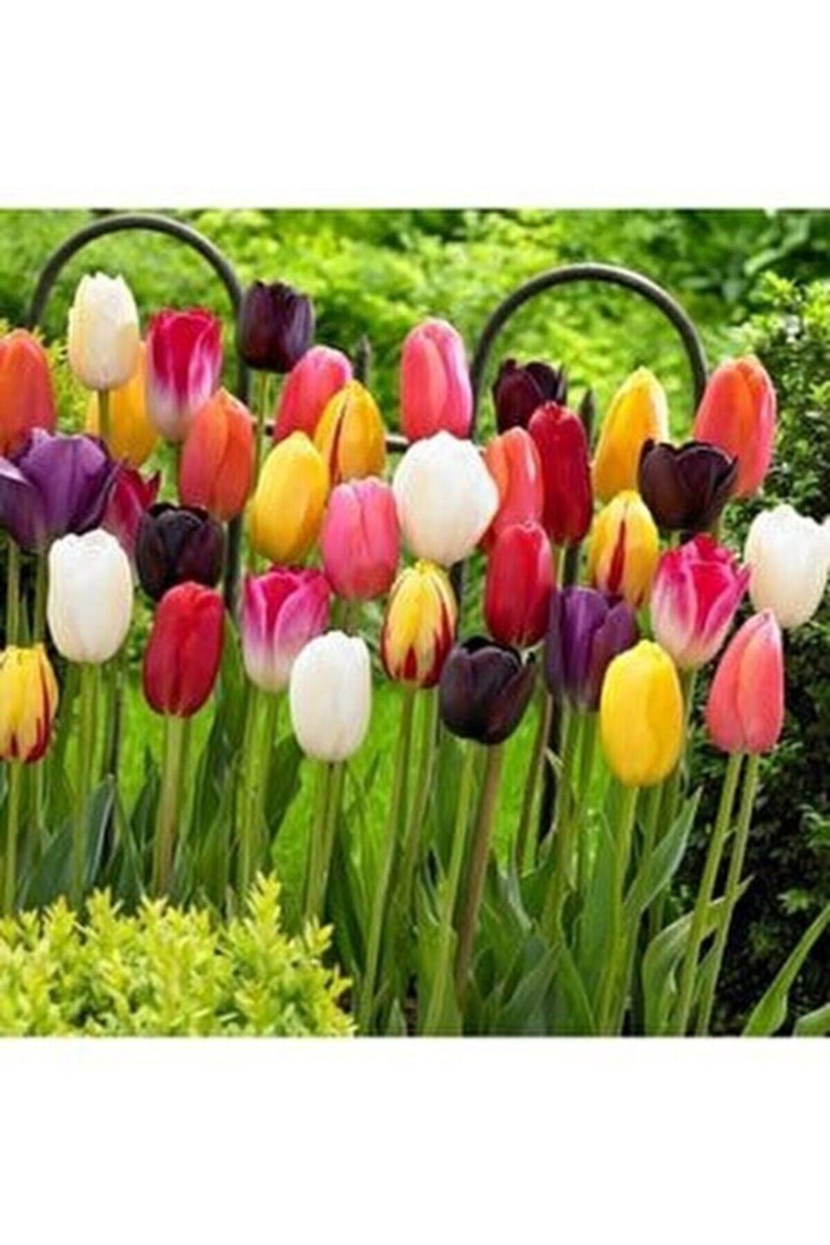 Safir Garden Karışık Lale Soğanı 5 Adet