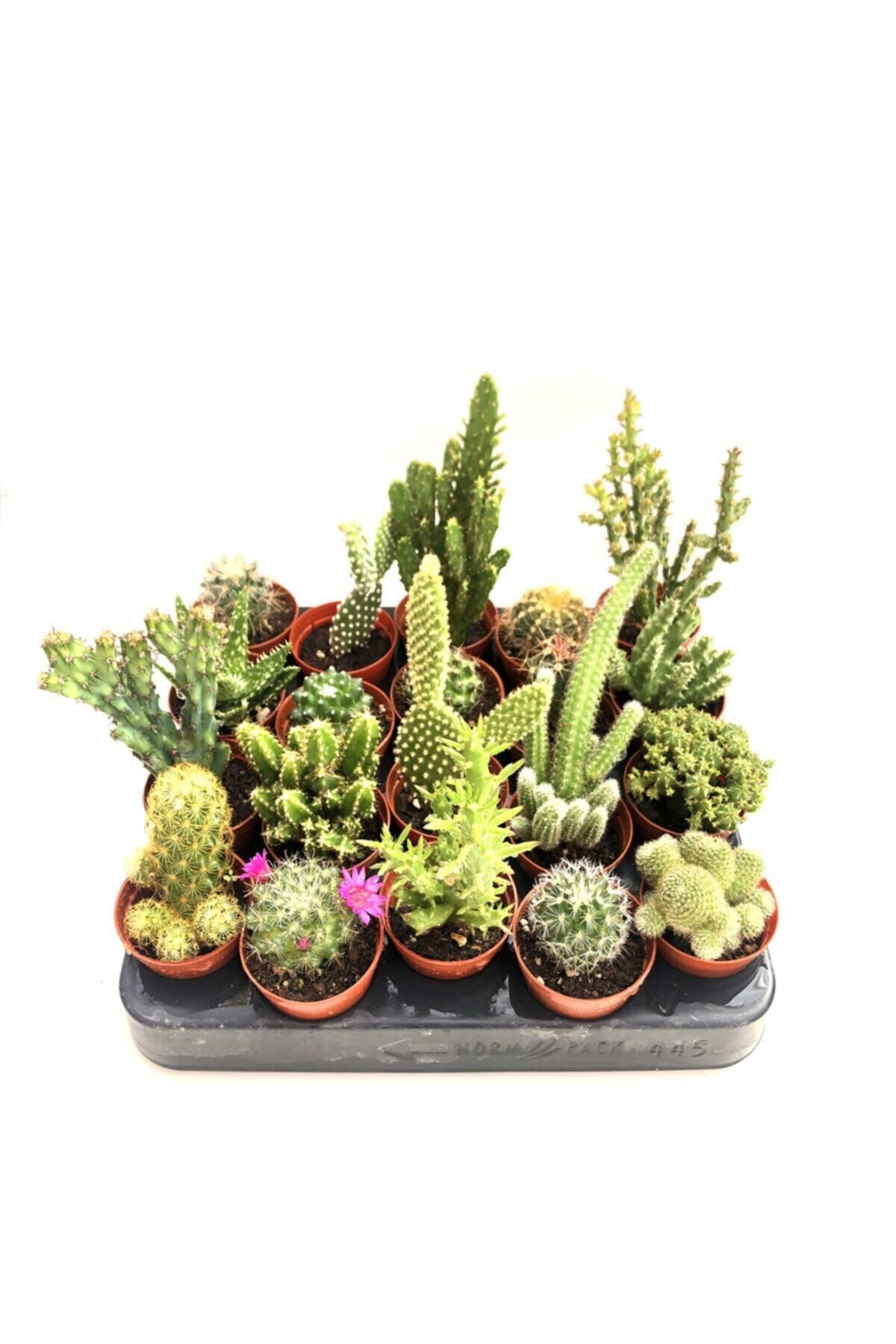 Sucudesignn 10 Adet Kaktüs Mix