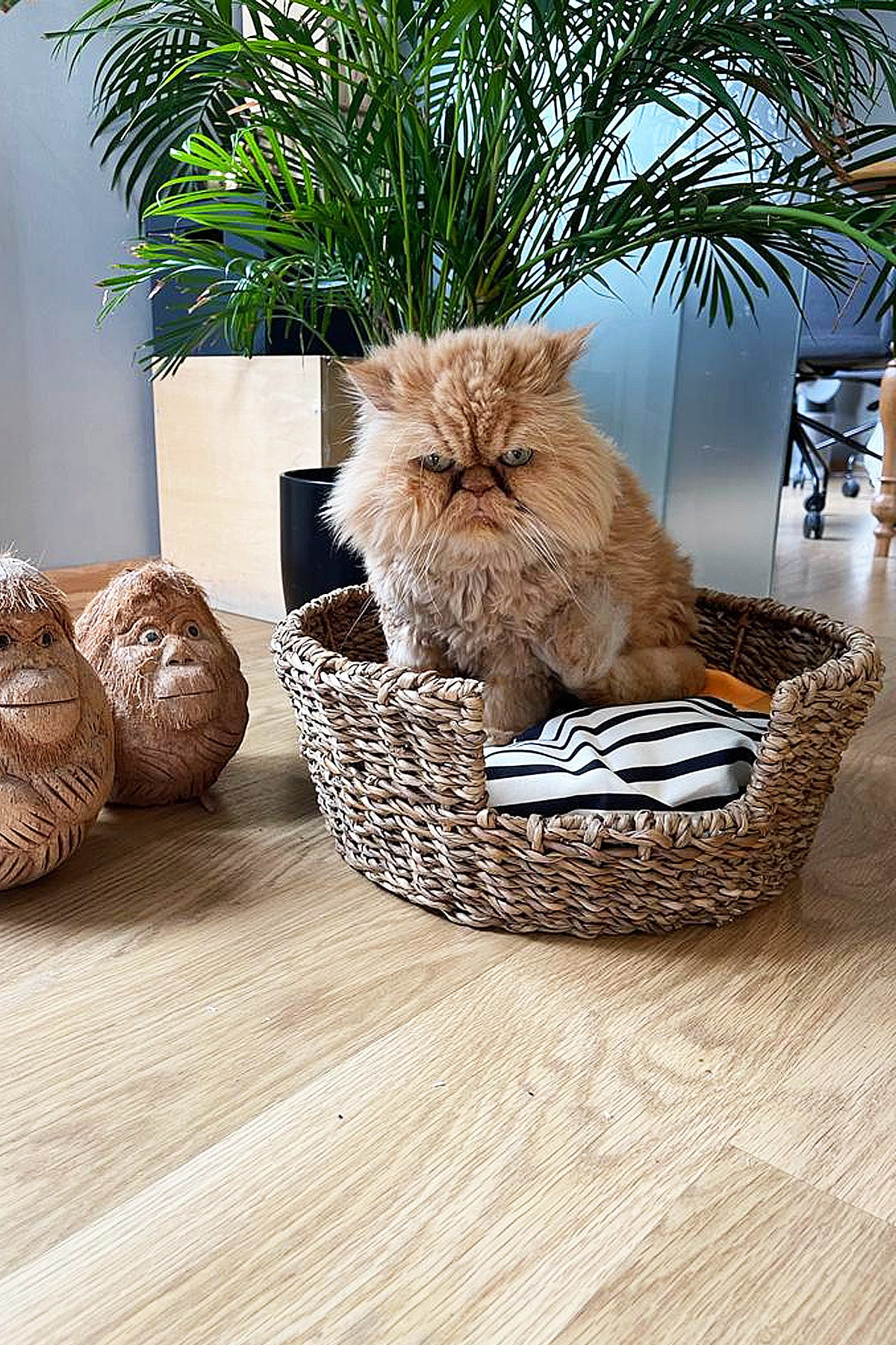 Dedo Decoration objects Kedi Yatağı