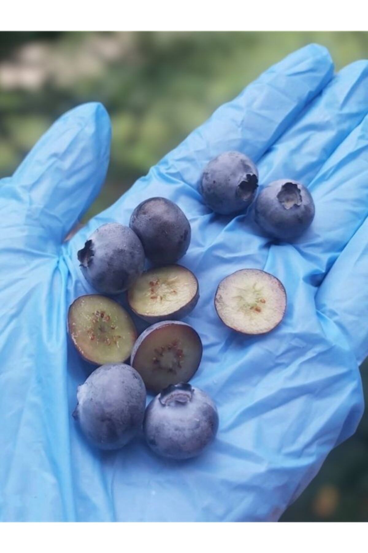 ORGANİKORMAN Yaban Mersini (blueberry) Dondurulmuş 1 Kg