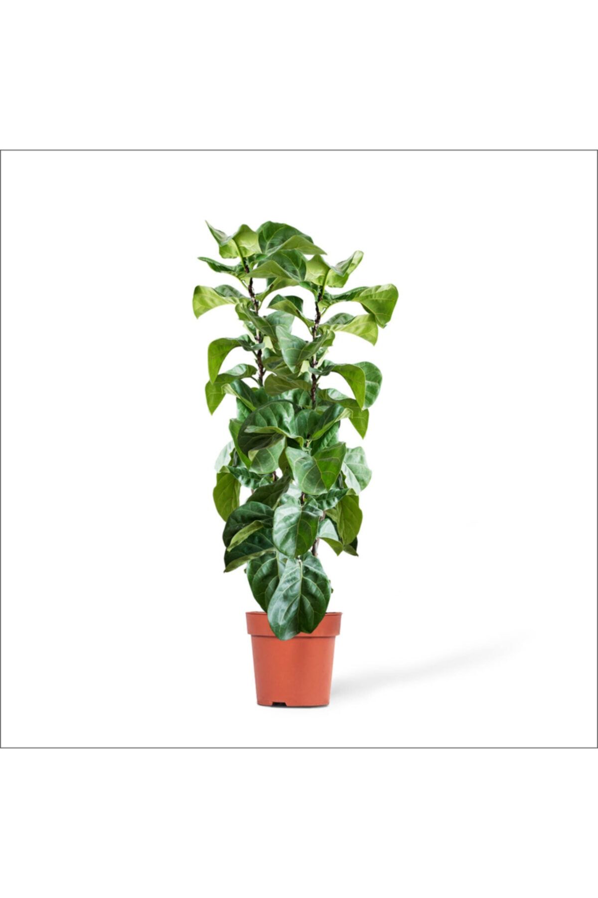 BahçemizBurada Lyrata 2 Dallı - Keman Yapraklı Kauçuk (100-130 Cm)