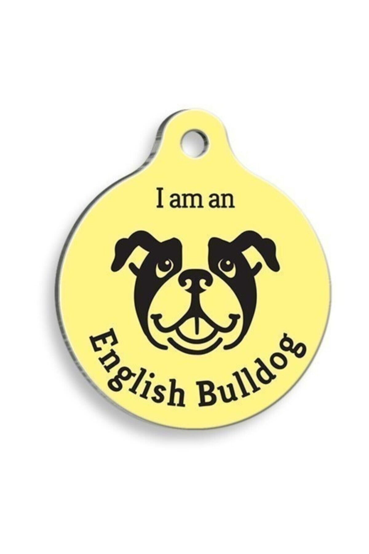 altın pati Sarı English Bulldog Yuvarlak Köpek Künyesi