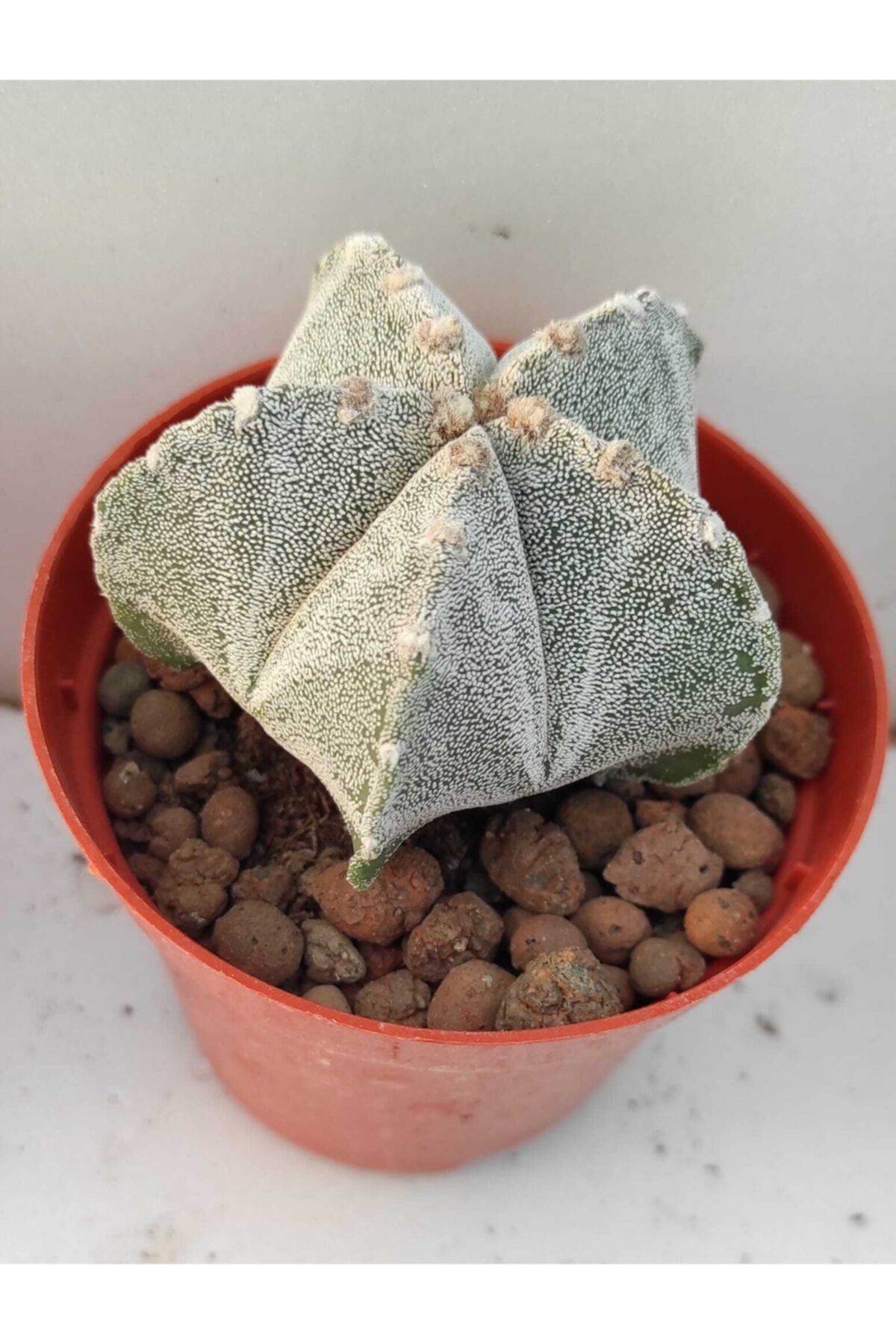 Pagoda Astrophtyum-8.5 cm Saksı-kaktüs-ref 16g/f