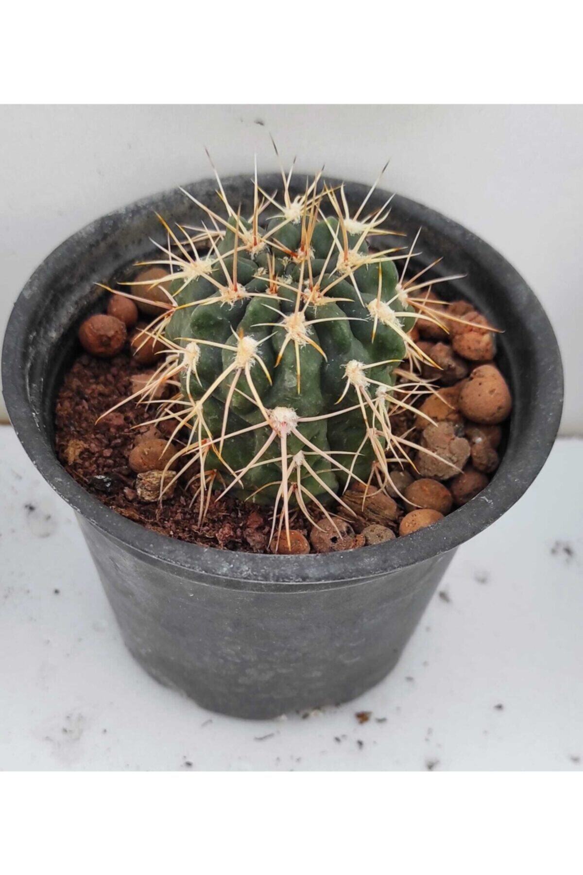 Pagoda Kaktüs 8.5 cm Saksı  Ref 16g/f