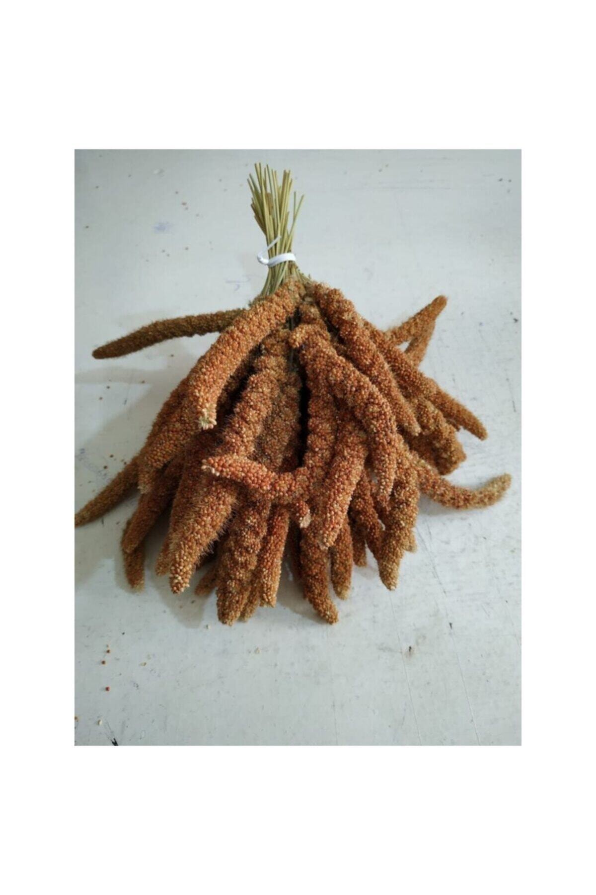 Albino Daldarı Organik Kızıl Darı 250 gr