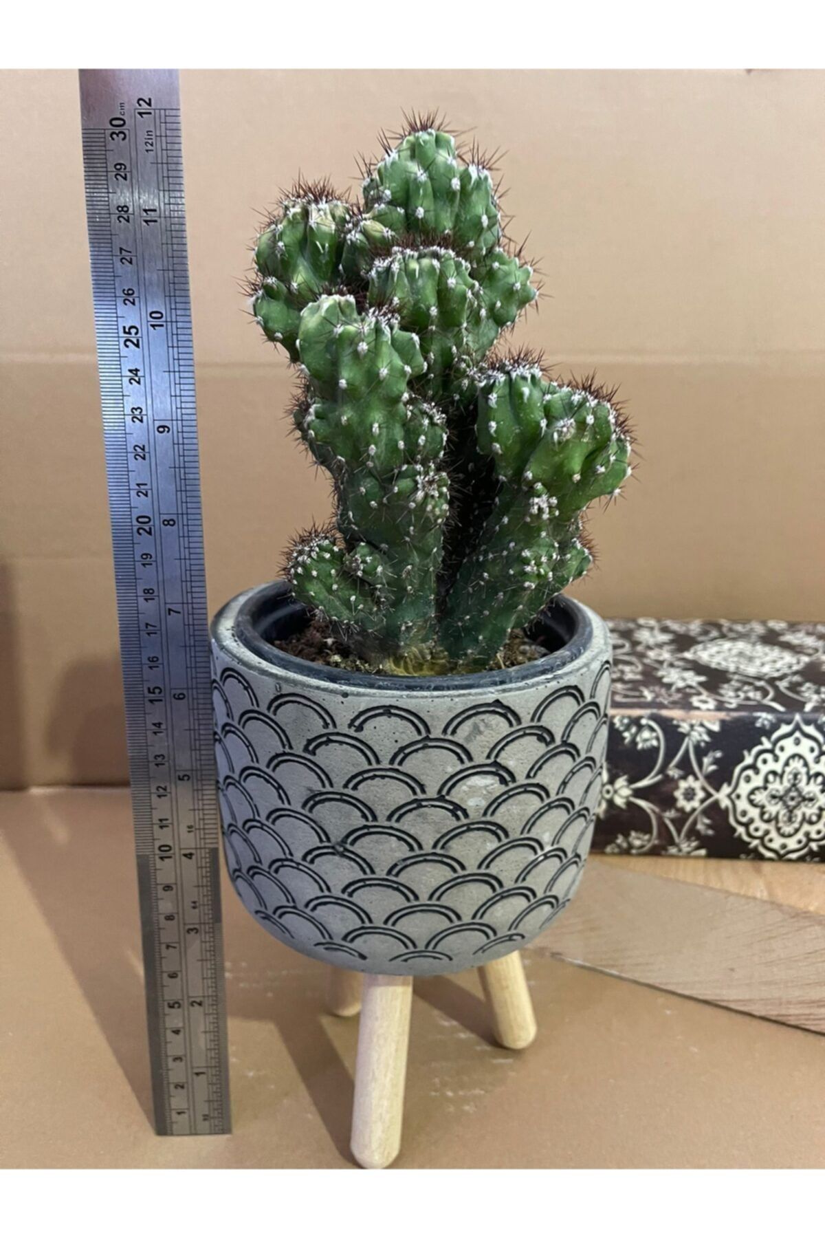 MetWood Dış Ticaret Cereus Peruvianusun Cristata 12*9 Cm Beton Ayaklı Saksıda Radyasyon Emici Kaktüs Iç Mekan Bitkisi