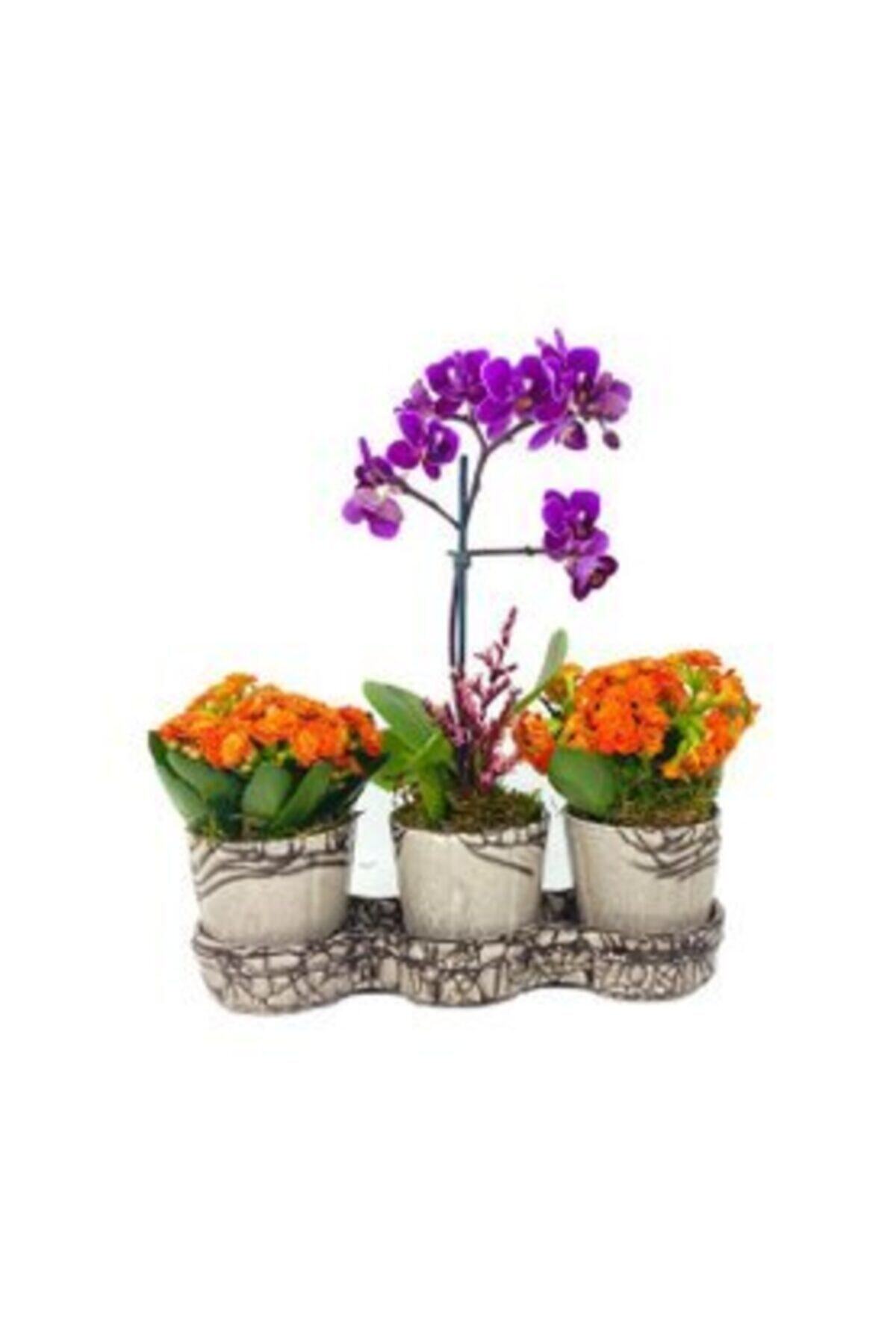 Hasal Flower Tek Dal Mini Mor Orkide & Turuncu Kalanşo & Kahve Beyaz Nisam Seramik Saksıda Hediyelik Canlı Çiçek