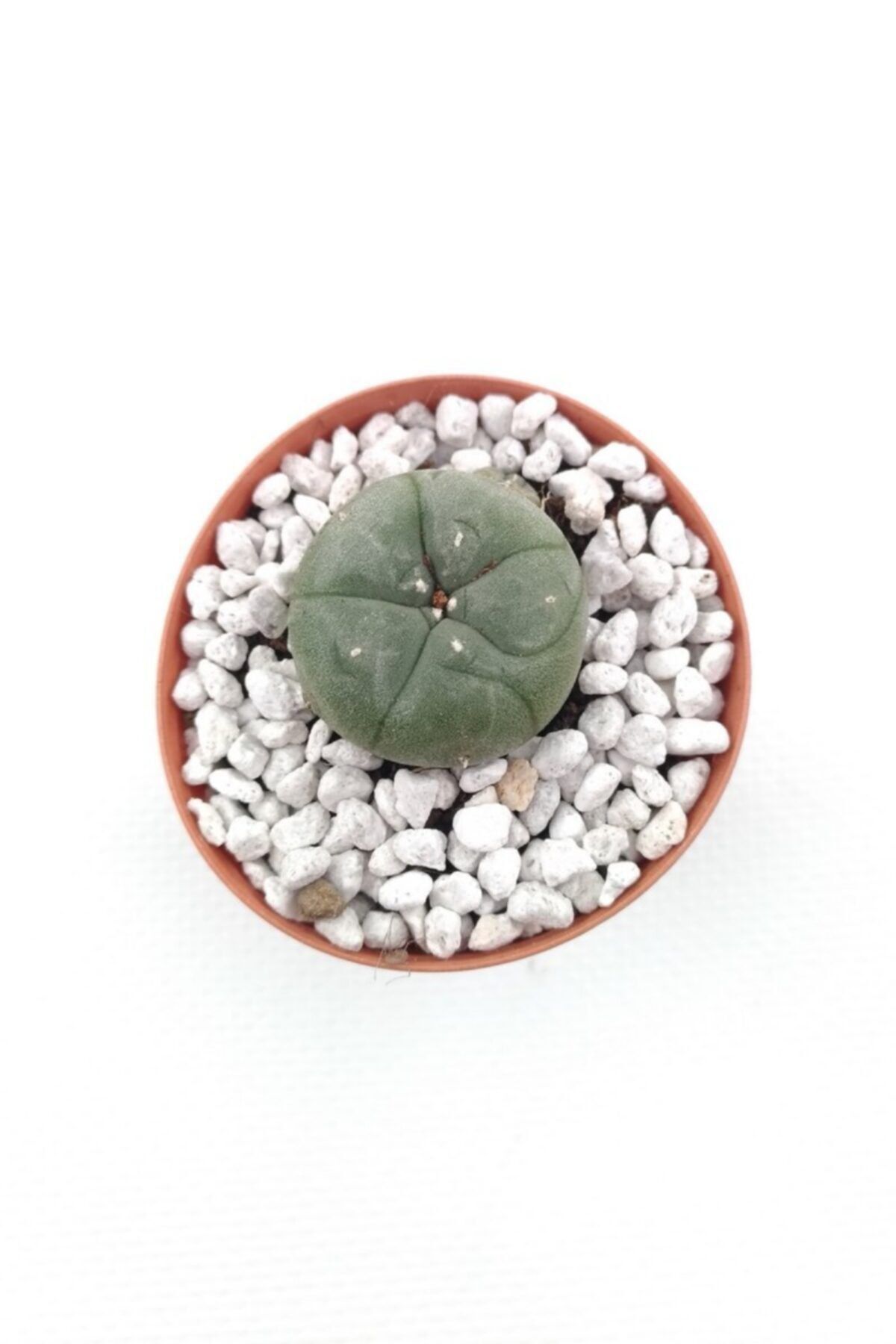 kaktuskent Lophophora Williamsi - 5.5 Cm Saksı