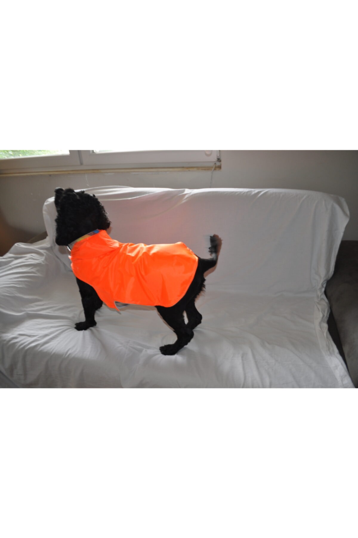 happygiyim Kedi- Köpek Kapşonlu Turuncu Yağmurluk