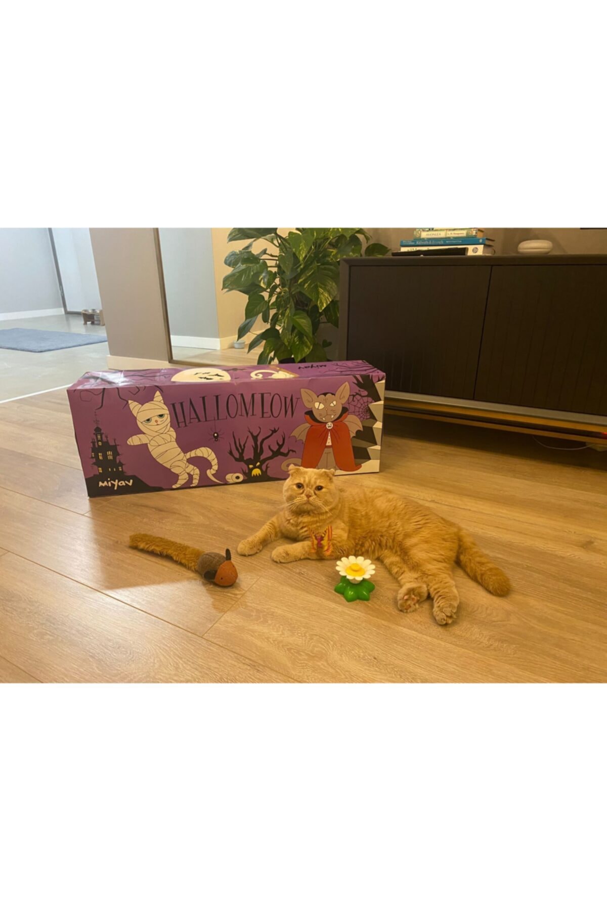Wufwuf Miyav Katlanabilen Karton Kedi Tüneli - Halloween Desenli